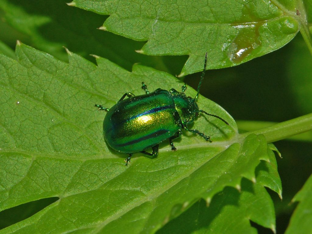 Oreina gloriosa